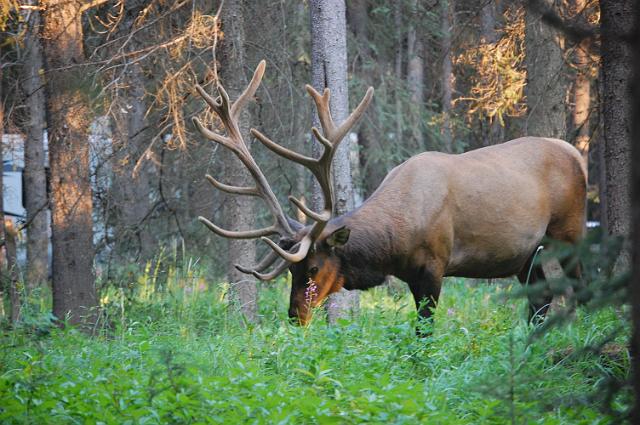 DSC_0280.JPG - Elk In Camp