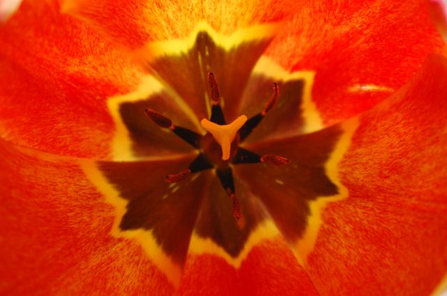 IMAGE-38.JPG - Tulip