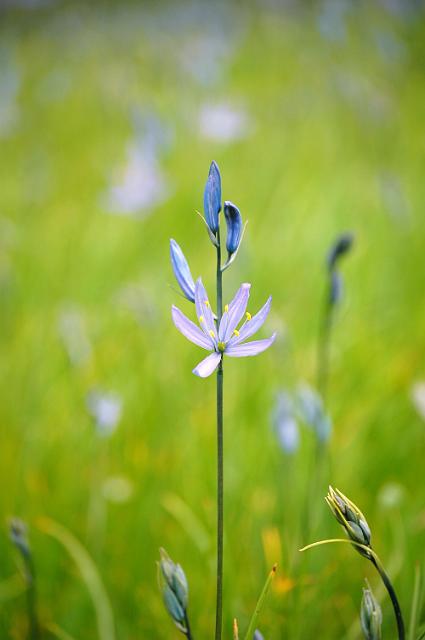 IMAGE-79.JPG - Camas